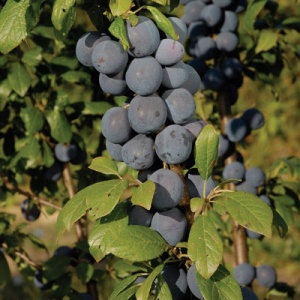 Shropshire Damson European Plum Tree