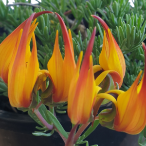 LOTUS GOLD FLASH 140MM