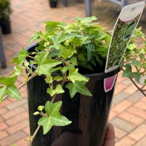 Hedera helix Green Ivy 140mm