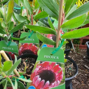 Protea susannae