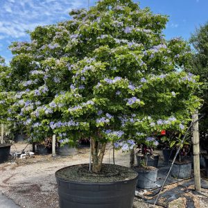 Guaiacum Officinale (Lignum vitae)