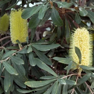 Banksia integrifolia ‘Coast Banksia’