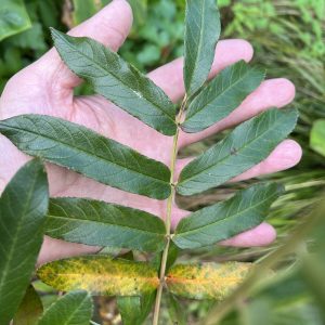 Sorbus insignis (true) NPT 148