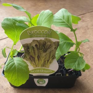 BROCCOLI CHINESE