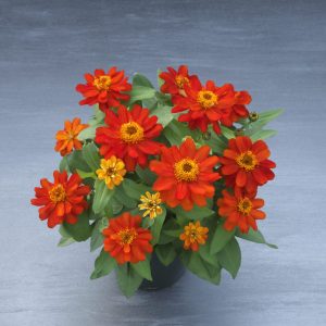 Zinnia hybrida Belize Double Scarlet