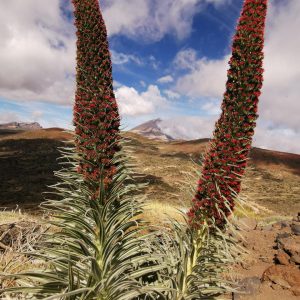Echium wildpretii