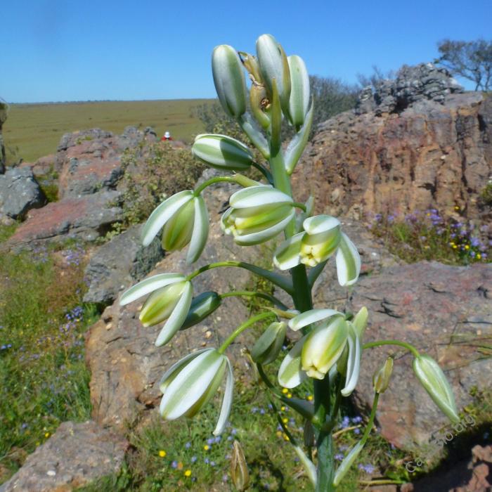 Albuca altissima – Candelabrum Lily seed x20 - Image 2
