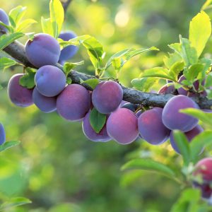Angelina Burdett European Plum