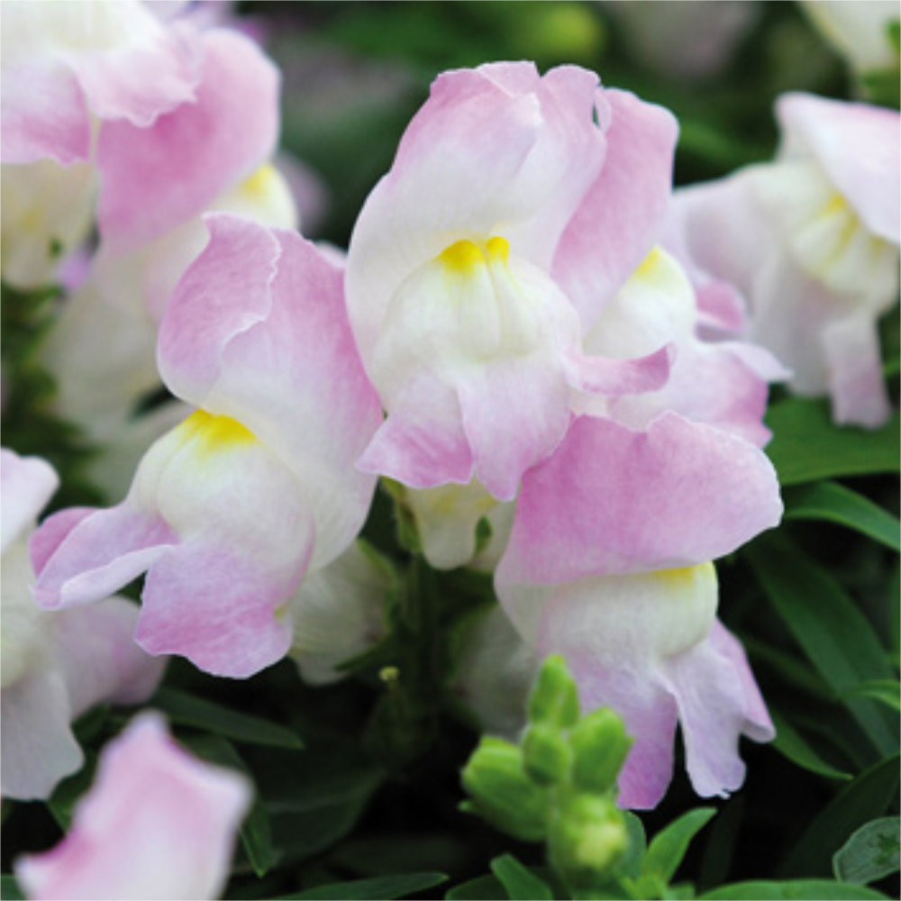 Antirrhinum majus cv – Snapdragon Snappy Lavender Blush seeds x 100 - Image 4
