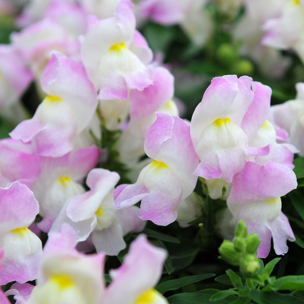 Antirrhinum majus cv – Snapdragon Snappy Lavender Blush seeds x 100