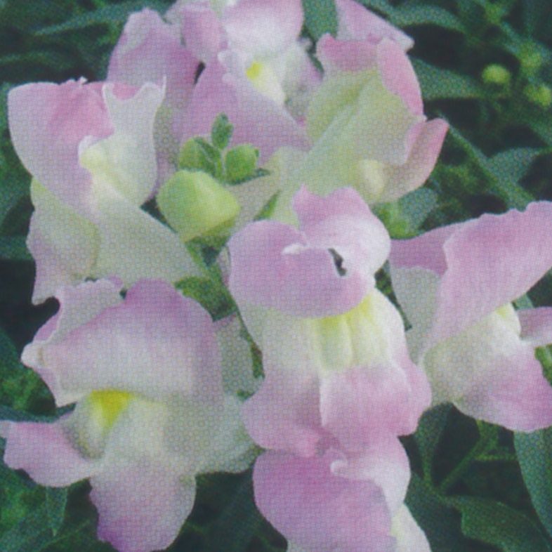 Antirrhinum majus cv – Snapdragon Snappy Lavender Blush seeds x 100 - Image 3