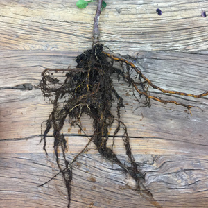 M-111 Apple Rootstock – EMLA 111 - Image 2