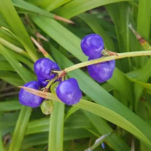 Dianella revoluta ‘Blueberry lily’