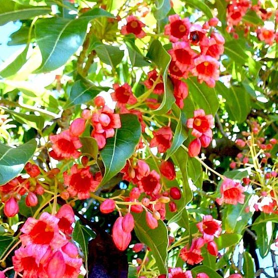 Brachychiton diversifolius – Northern Kurrajong seeds x10 - Image 2