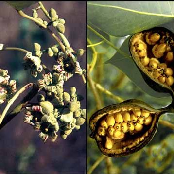 Brachychiton diversifolius – Northern Kurrajong seeds x10 - Image 3