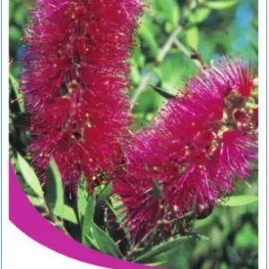 Callistemon ‘Purple Splendour’ Bottlebrush