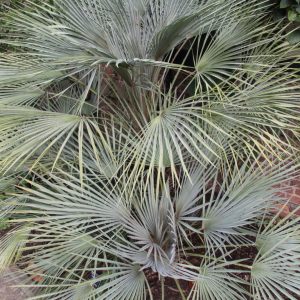 Chamaerops humilis var. argentea (cerifera)