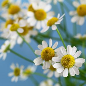 Chamomile Blue E.O