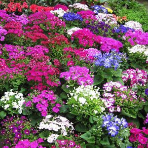 Cineraria Tall Grandi Mix seed  – Pericallis x hybrida syn Senecio x50