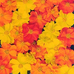 Cosmos sp cv -Cosmos Bright Lights Mix seed x100
