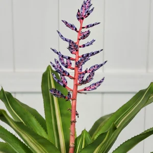 Aechmea ‘Del Cielo’, Bromeliad