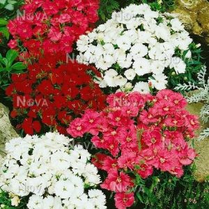 Dianthus chinensis – Dianthus Persian Carpet x 75 seeds