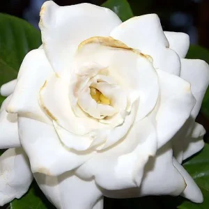 Gardenia ‘True Love’