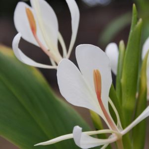 Hedychium ‘Helen Dillon’ (forrestii of hort.)