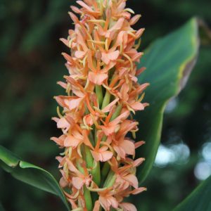 Hedychium densiflorum MW ex Salween