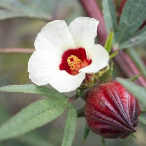 Hibiscus sabdariffa – Early Rosella, Roselle seeds x20