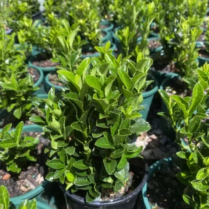 Euonymus ‘Green Rocket’