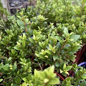 Syzygium australe ‘Tiny Trev’ Dwarf Lilly Pilly