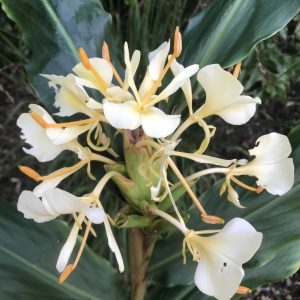 Hedychium maximum KR