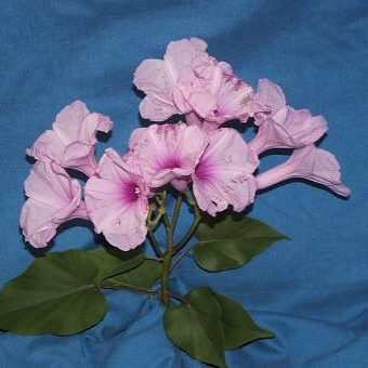 Ipomoea pes-capre – Goat’s Foot Convolvulus seeds x 15 - Image 4