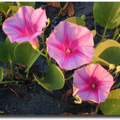Ipomoea pes-capre – Goat’s Foot Convolvulus seeds x 15