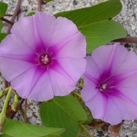 Ipomoea pes-capre – Goat’s Foot Convolvulus seeds x 15 - Image 3