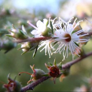 Kunzea ambigua – Tickbush seeds x 5 gram – approx. 11000 seeds (bulk)