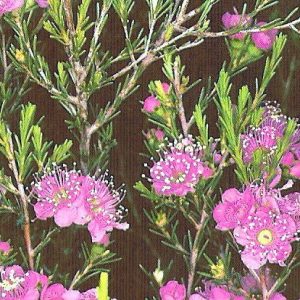 Kunzea parvifolia – Violet or Small Leaf Kunzea seeds x 1 Gram Approx. 7000 seeds (bulk)