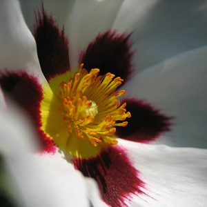 Labdanum Absolute Premium 50%