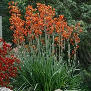 Anigozanthos ‘Landscape Tangerine’ Kangaroo Paw