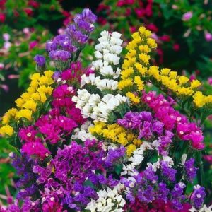 Limonium sinuata – Statice QIS Mix seeds x 50