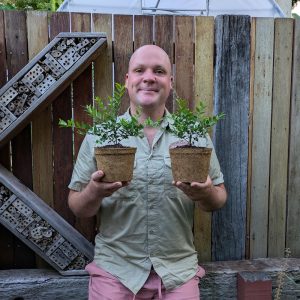 Midyim Berry – Austromyrtus dulcis