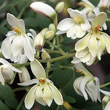 Moringa oleifera – Miracle Fruit seeds X 5