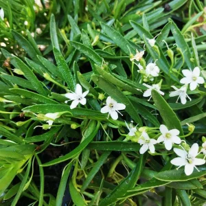 Myoporum parvifolium ‘Broad White’