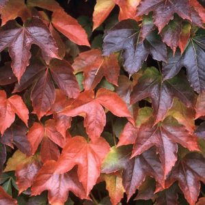 Parthenocissus tricuspidata – Boston or Japanese Ivy seeds x 150 (bulk)