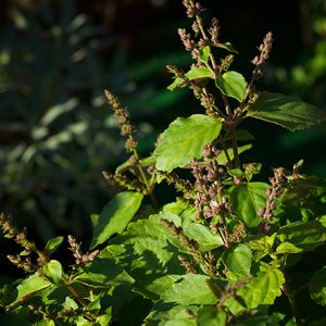 Patchouli Essential Oil DARK (PA30)