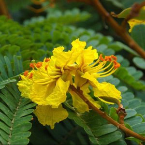 Peltophorum pterocarpum – Yellow Flame Tree of Yellow Poinciana Seed x 20