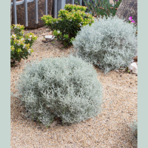 Leucophyta ‘Silver Bullion’