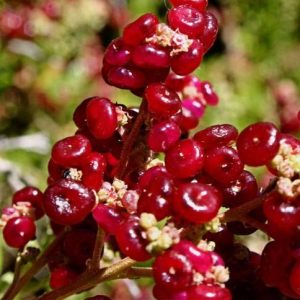 Rhagodia baccata – Berry Saltbush seeds X 20