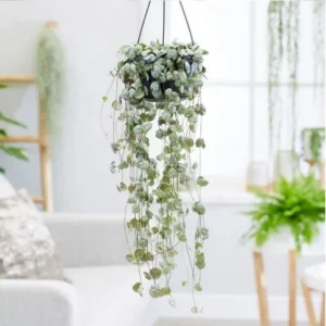 STRING OF HEARTS PLANT